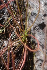 Drosera spiralis