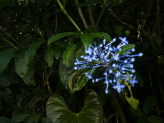 Rubiaceae