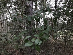 Ilex vomitoria