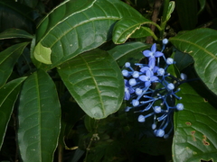 Rubiaceae