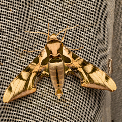 Batocnema coquerelii