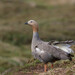 Ruddy-headed Goose - Photo (c) nomis-simon, some rights reserved (CC BY)