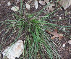 Nassella leucotricha