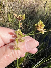 Cyperus surinamensis