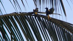 Cassiculus melanicterus