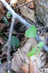 Zizia aurea