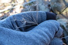 Zizia aurea