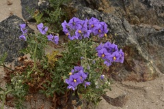 Solanum remyanum