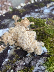 Radulomyces copelandii