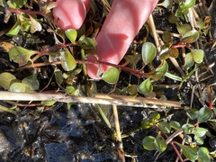 Ludwigia repens
