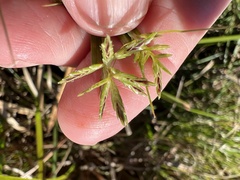 Cyperus sphacelatus