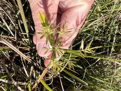 Cyperus sphacelatus