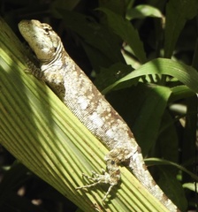Urostrophus vautieri