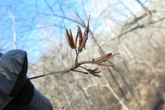 Rhododendron periclymenoides