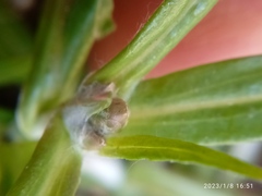 Euchiton