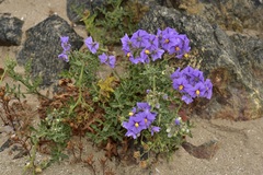 Solanum remyanum