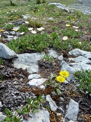 Erigeron aureus