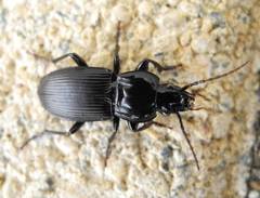 Pterostichus melas