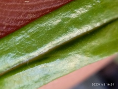Euchiton