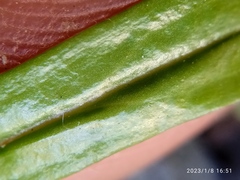 Euchiton