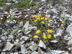 Erigeron aureus