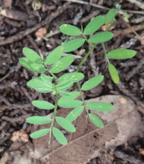 Vicia ludoviciana
