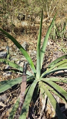 Agave funkiana