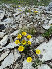 Erigeron aureus