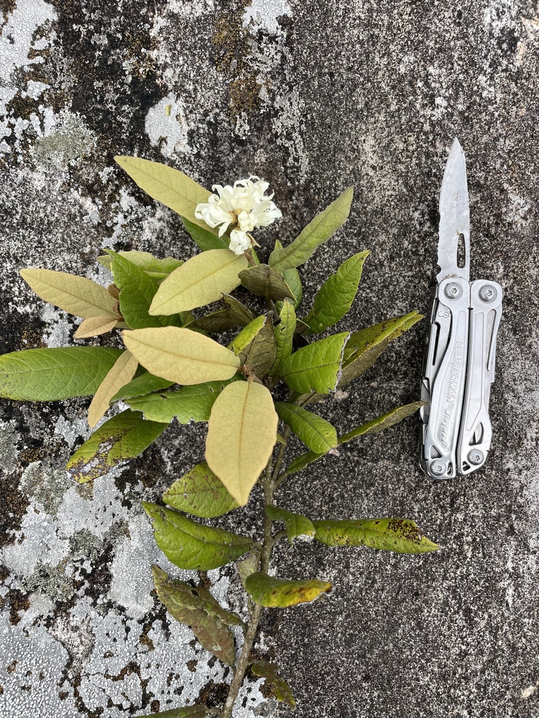 Trichocladus goetzei