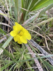 Pinguicula lutea