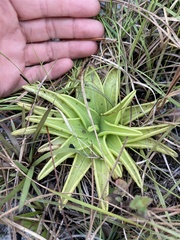 Pinguicula lutea
