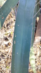 Agave funkiana