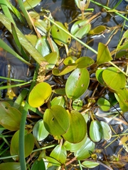 Potamogeton cheesemanii