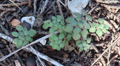 Parietaria pensylvanica