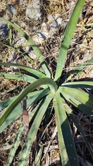 Agave funkiana