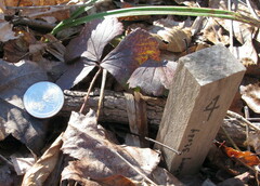 Waldsteinia fragarioides