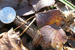 Waldsteinia fragarioides