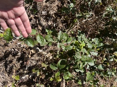 Rubus cuneifolius