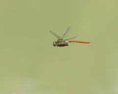 Anax longipes