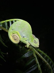 Nguru Blade-Horned Chameleon photo 4