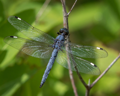 Libellula cyanea