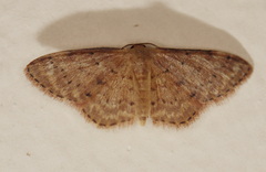 Idaea halmaea