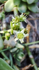 Sedum glabrum