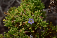 Nolana divaricata