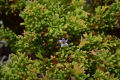 Nolana divaricata