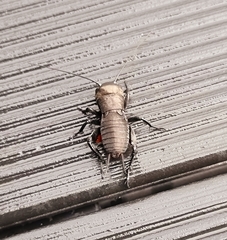 Gryllus campestris