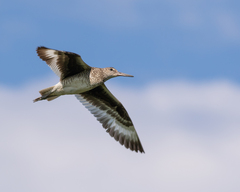 Tringa semipalmata semipalmata