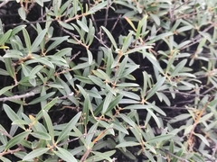 Phillyrea angustifolia