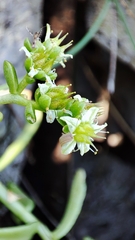 Sedum glabrum