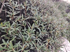 Phillyrea angustifolia